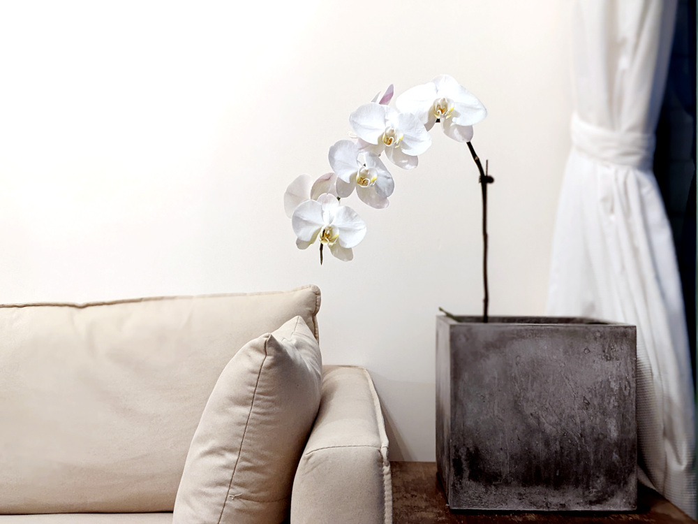 I was gifted an orchid plant as a housewarming present in 2022.