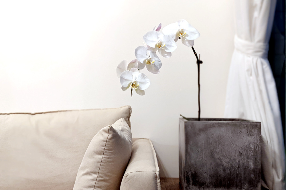 How My Orchid Taught Me About Thriving (And What It Means for You)